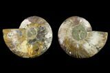 Agatized Ammonite Fossil - Beautiful Preservation #129995-1